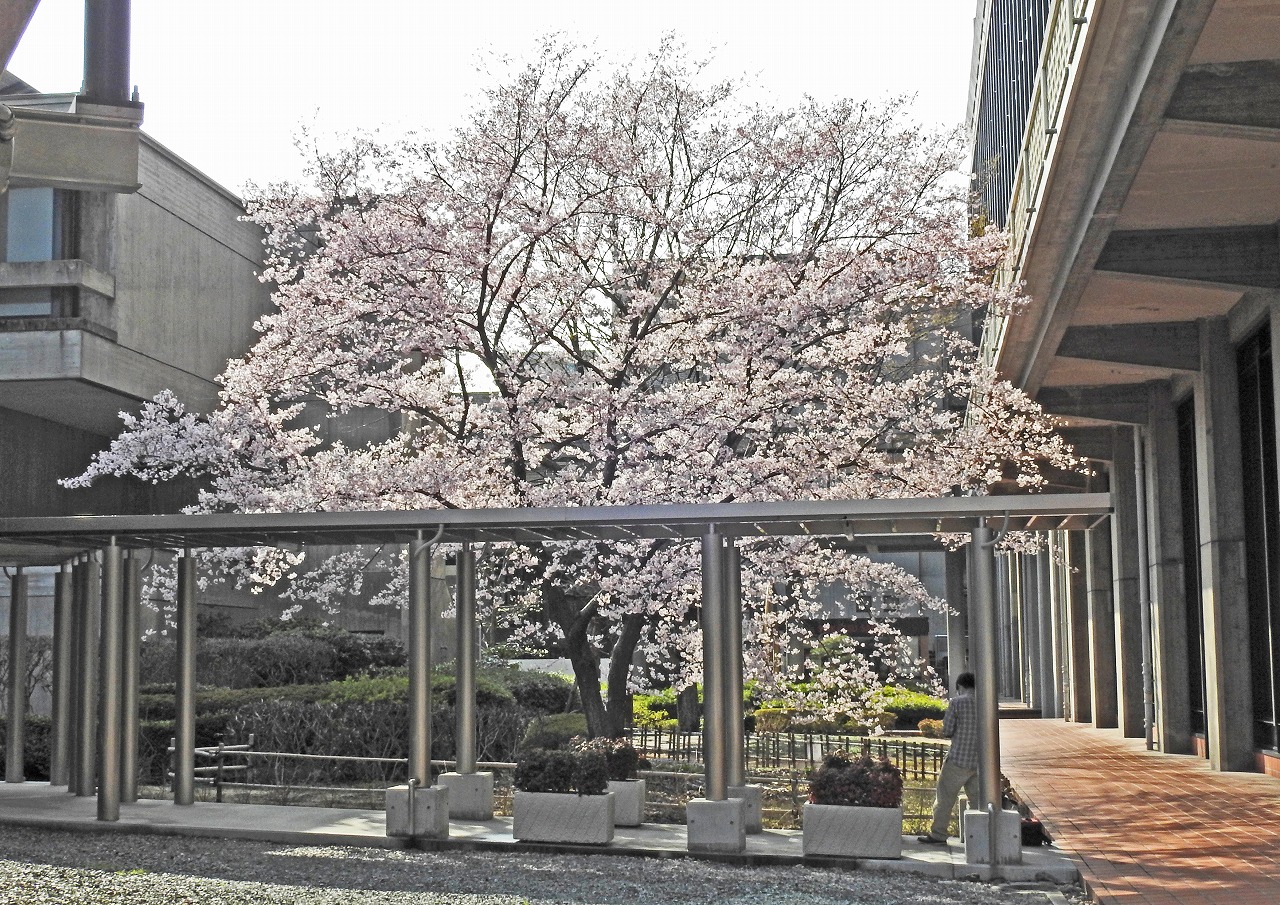 20190321 岡山県庁の今日の午後の醍醐桜の満開の様子の画像 (1)