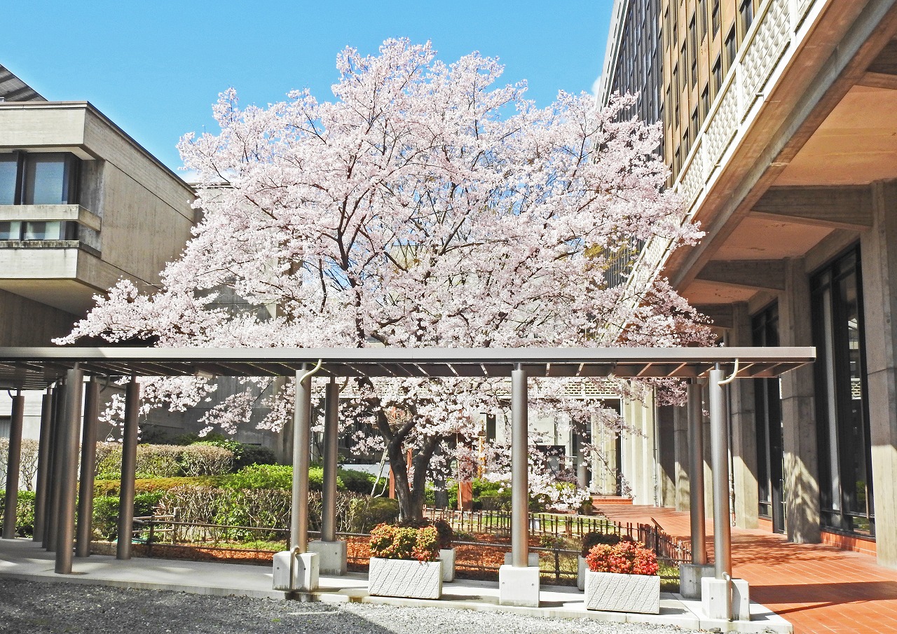 20190324 岡山県庁の醍醐桜の今日の花の様子 (1)
