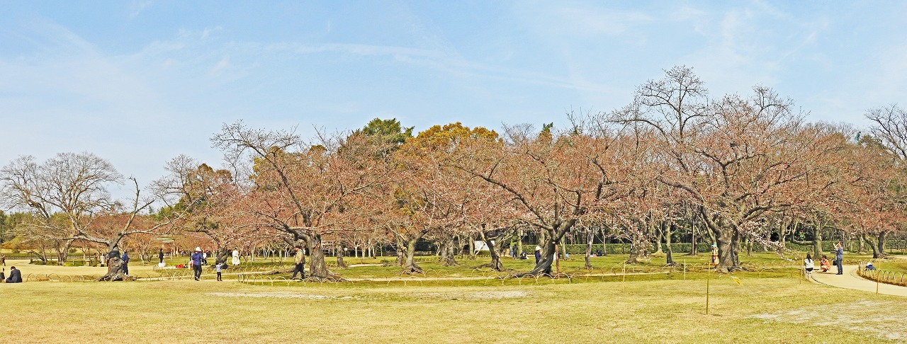 20190328 後楽園今日の午後の園内桜林の開花の様子ワイド風景 (1)