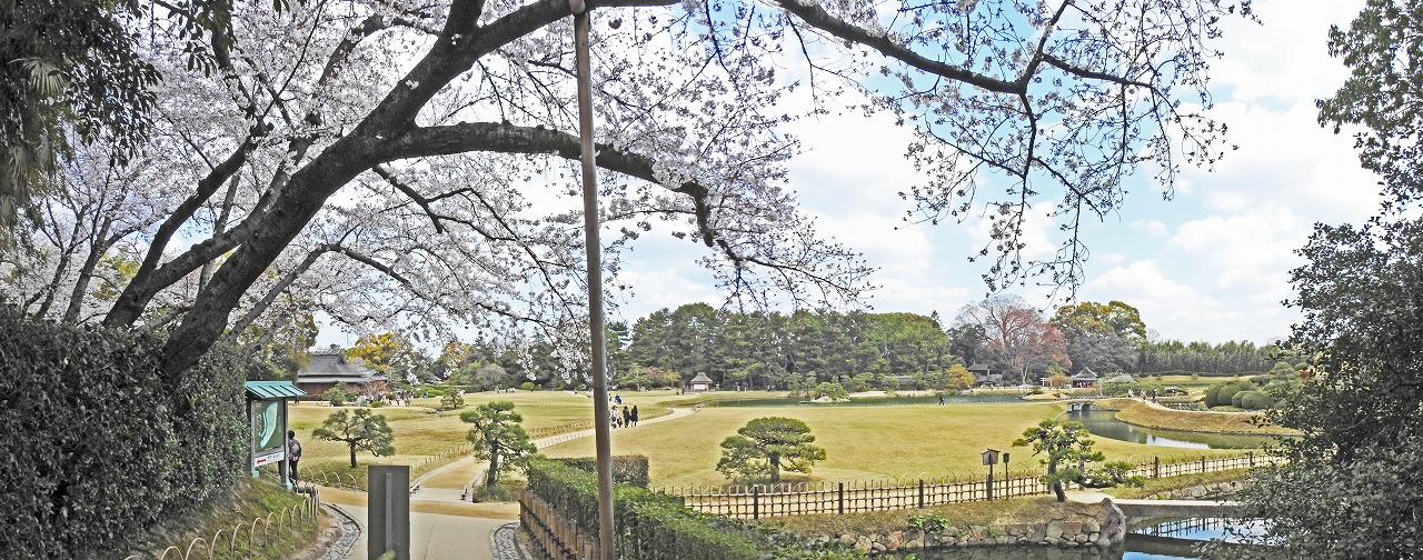 20190402 後楽園今日の南門を入って直ぐの場所から眺めた園内桜の花のワイド風景 (1)