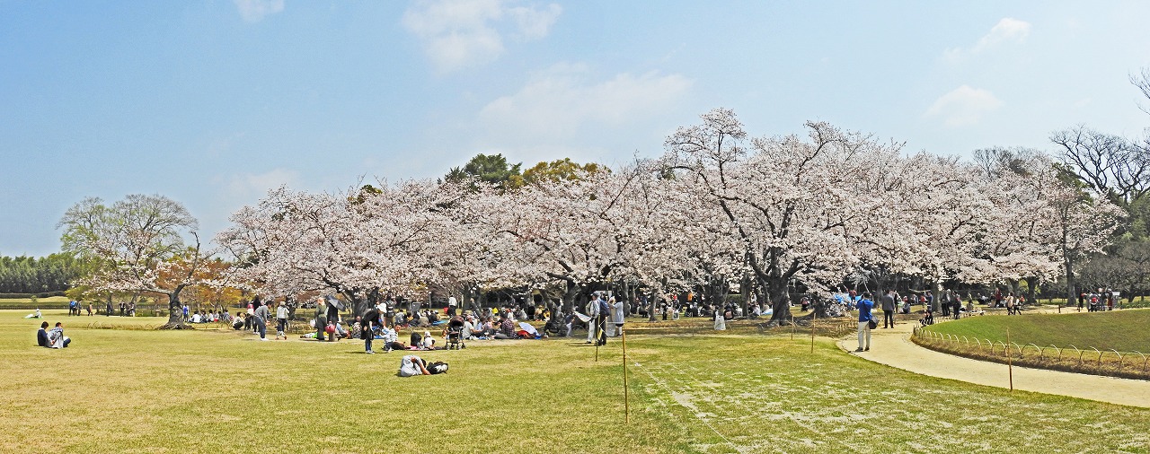 20190406 後楽園今日の園内イベント広場から眺めた桜林の桜の花の様子ワイド風景 (1)