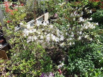 庭の花 in 2019年5月25日　（02）