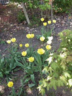 庭の花 in 2019年5月25日　（06）