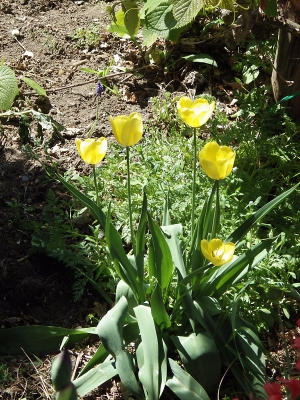 庭の花 in 2019年5月25日　（07）
