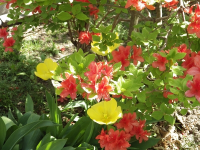 庭の花 in 2019年5月25日　（08）