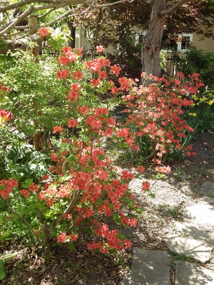 庭の花 in 2019年5月25日　（12）