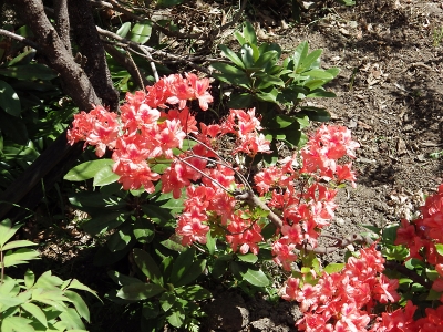 庭の花 in 2019年5月25日　（15）