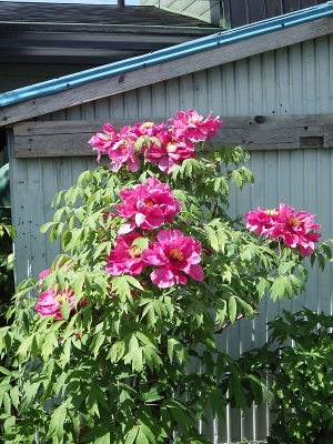 庭の花 in 2019年6月1日　（13）