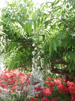 庭の花 in 2019年6月1日　（23）