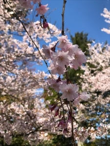 粟津の桜