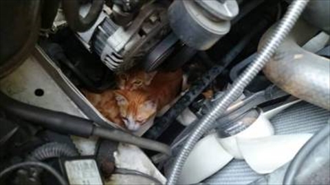 ボンネットを開けて確認しないと防げない 猫バンバンした車のエンジンルームに隠れていた猫たちが発見される どうぶつみらい福祉協会のブログ