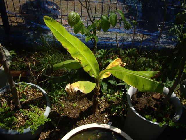 今成長が著しいバナナ 葉が落ちてしまったバナナ バナナんぼの半農半エックスな生活