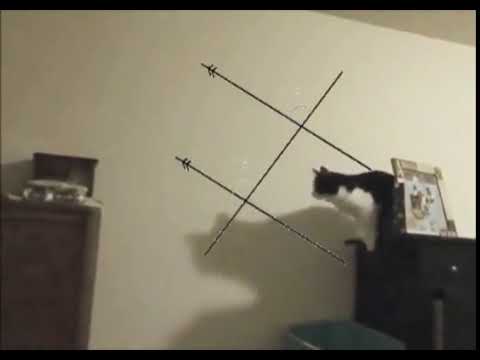 猫が壁をジャンプする時の思考についての動画？？