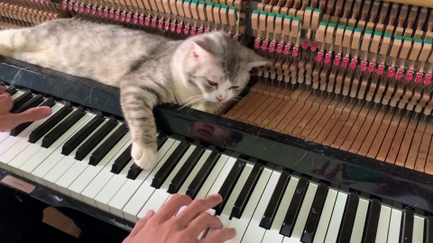 ピアノの上で眠る猫01