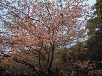 途中咲いていた河津桜１９０２１６