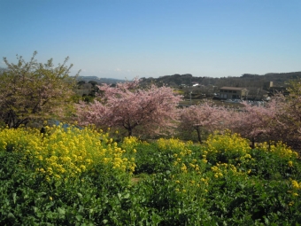 川津桜と菜の花１９０３０９