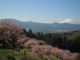 川津桜と富士山１９０３０９