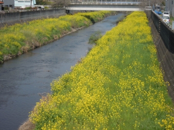 寒川神川橋すぐの目久尻川菜の花１９０３２７