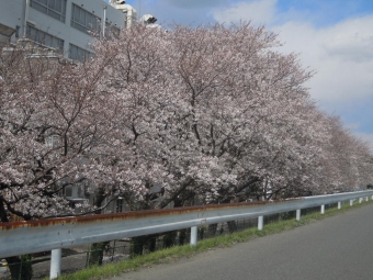 相模川沿いの桜１９０４０２