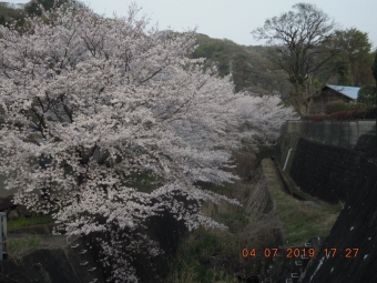 県立七沢公園入口の桜１９０４０７