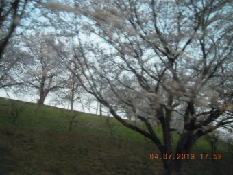 伊勢原運動公園の桜１９０４０７