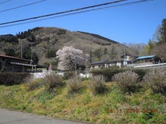 里山の桜１９０４１１