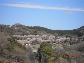 相模湖プレジャーフォレスト内の桜１９０４１１