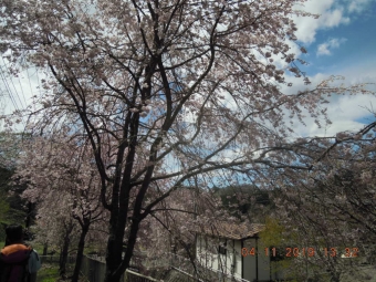 篠原地区桜１９０４１１