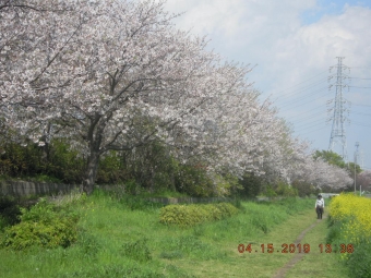 渋田川沿いの桜１９０４１５