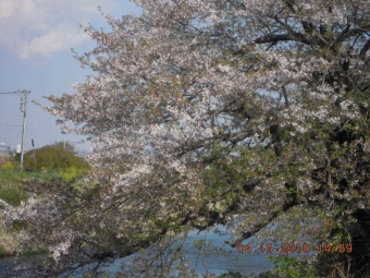 花水川沿いの桜１９０４１５
