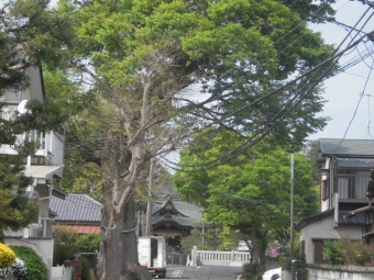 六所神社の木１９０４２３