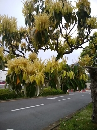 椎の木の花ー１－１９０５０９