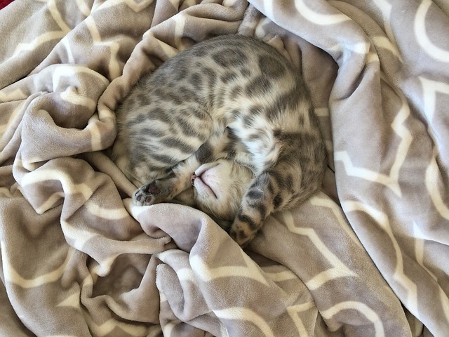 kitten-sleeping-3896759_640.jpg