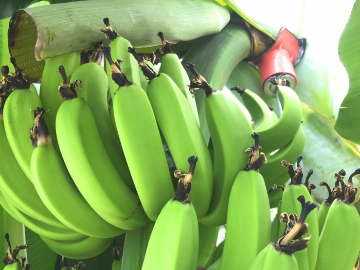 banana19052103.jpg