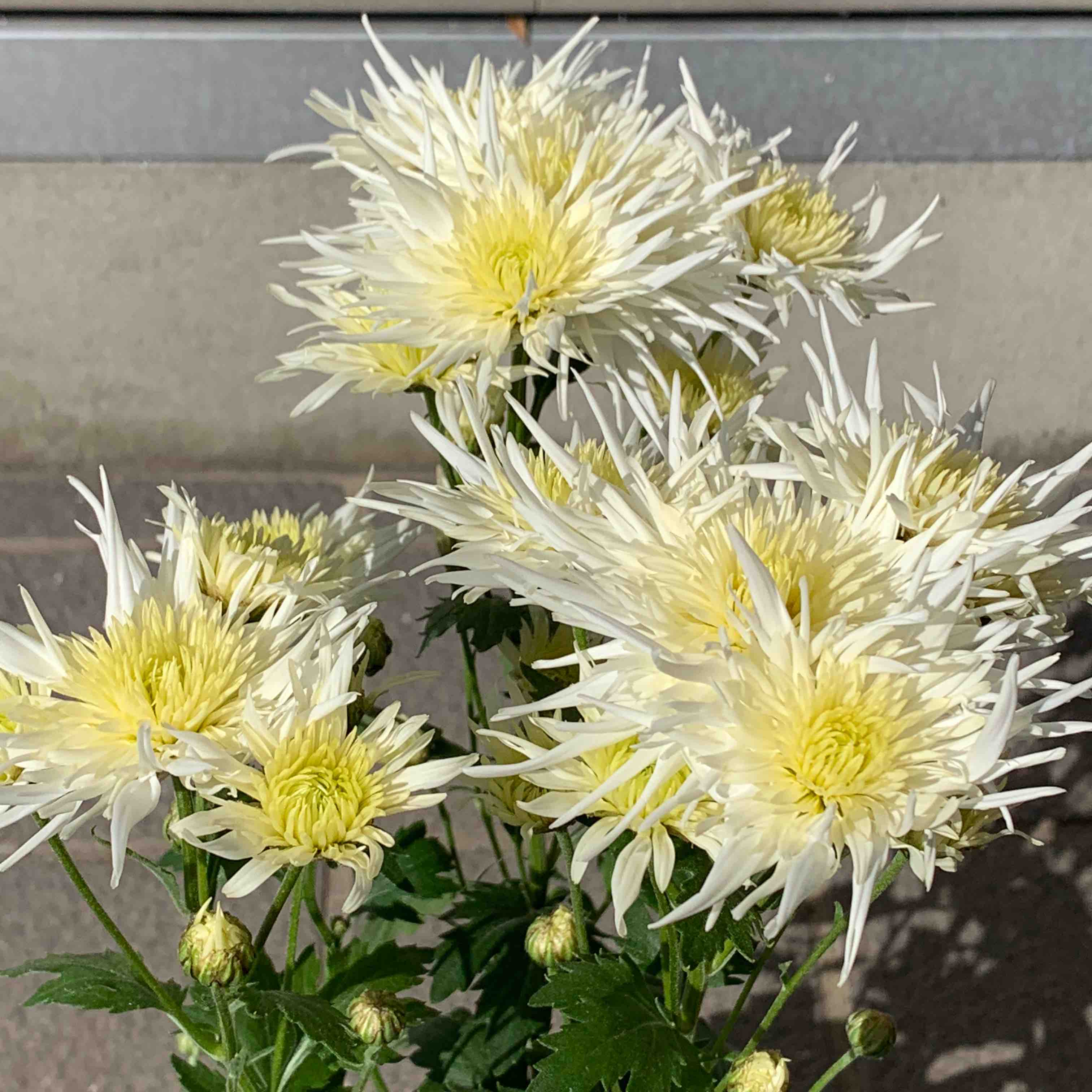ベスト50 白い 菊 美しい花の画像