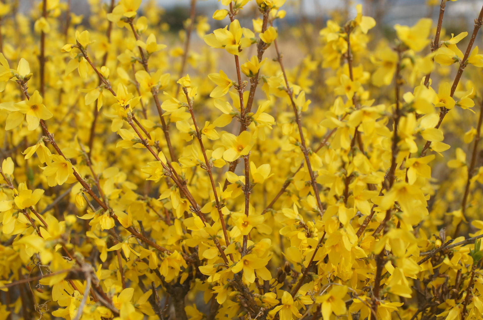 春の黄色い花 まとめ 他の科や樹木全般の話