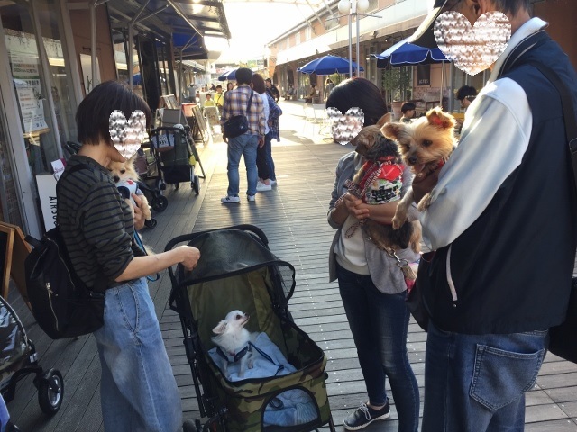 旅行先から神戸サザンモールへ ガーディアンさん主催保護犬・保護猫譲渡会へ9