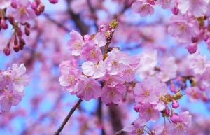cherry-blossom-1317308_1280.jpg
