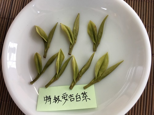 2019産安吉白茶