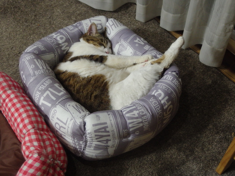 型紙もいらない簡単猫ベッドの作り方 ねこにう まみむめも