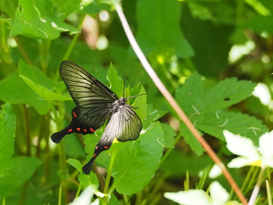 綺麗目な蛾を集めました 美蝶鳥散歩ー高尾 湯殿川