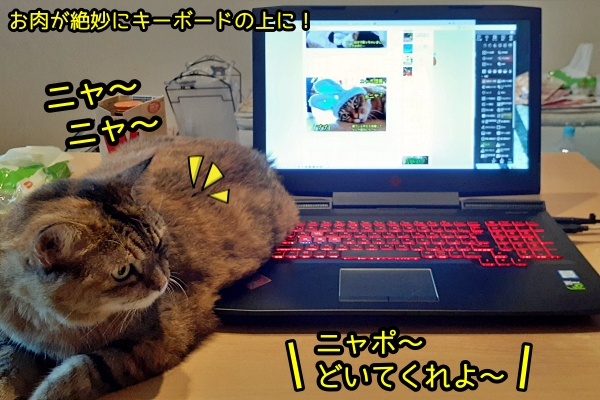 猫　パソコン