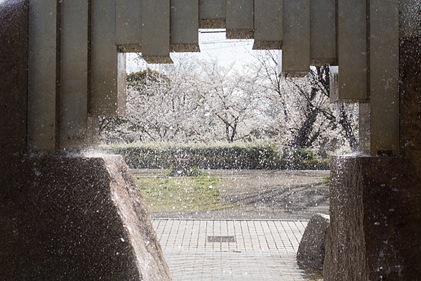 噴水と桜並木