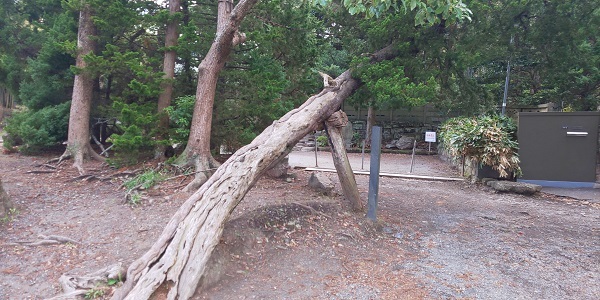寿福寺の倒木