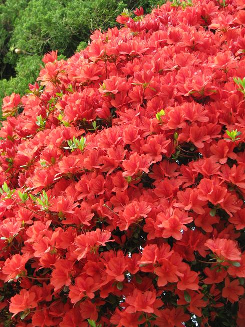 4月の赤い花たち ツツジ ハナノキ アオキ レッド オレンジ