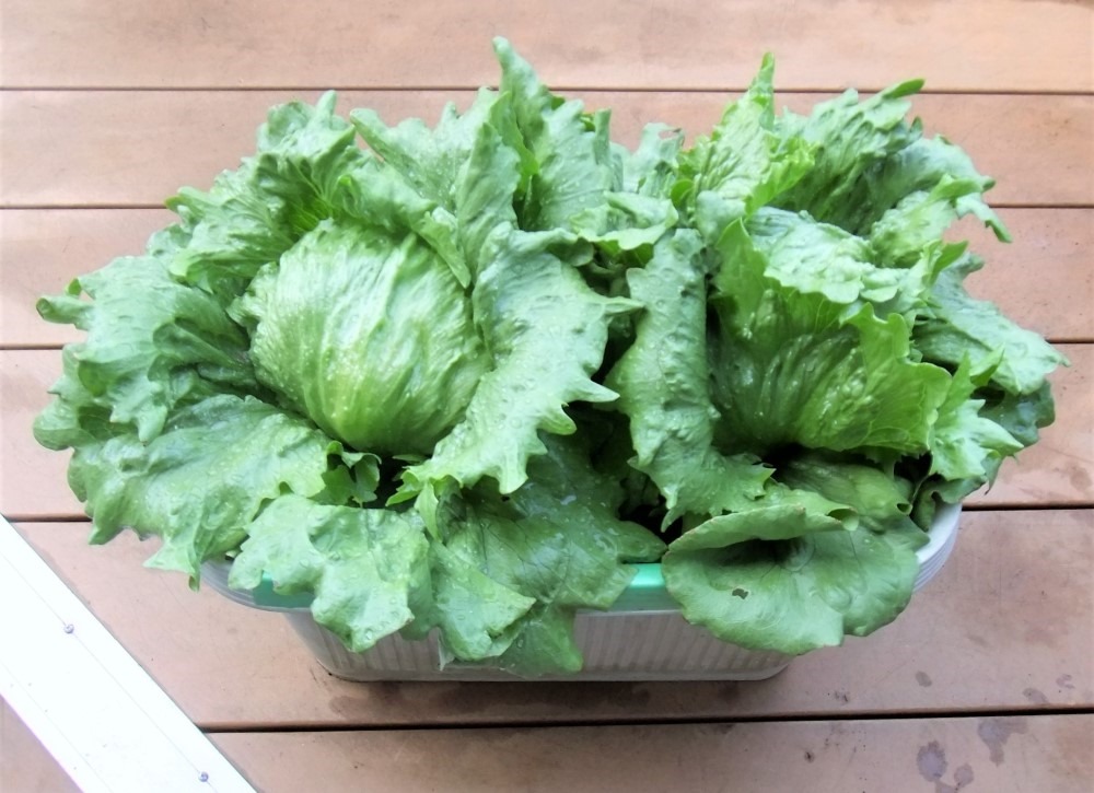 190505tama_lettuce