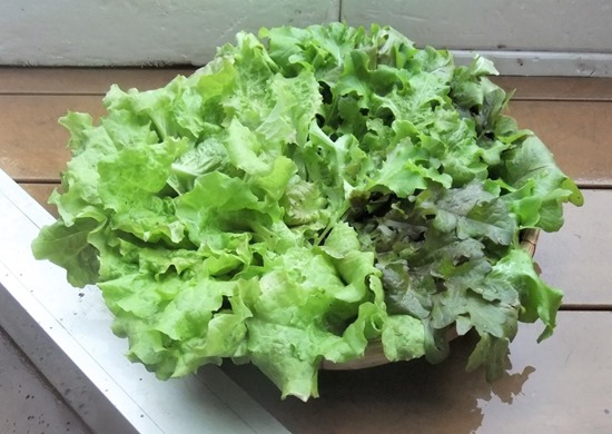 190514leaf_lettuce3