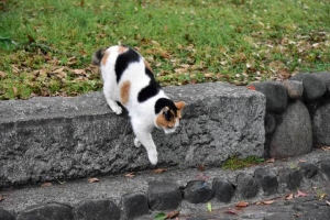 日比谷公園の猫 三毛猫さくらちゃん Sakura-chan