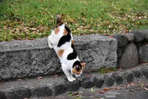 日比谷公園の猫 三毛猫さくらちゃん Sakura-chan