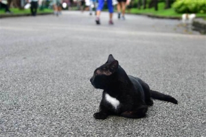 ルンピニ公園の猫 Bangkok Cat